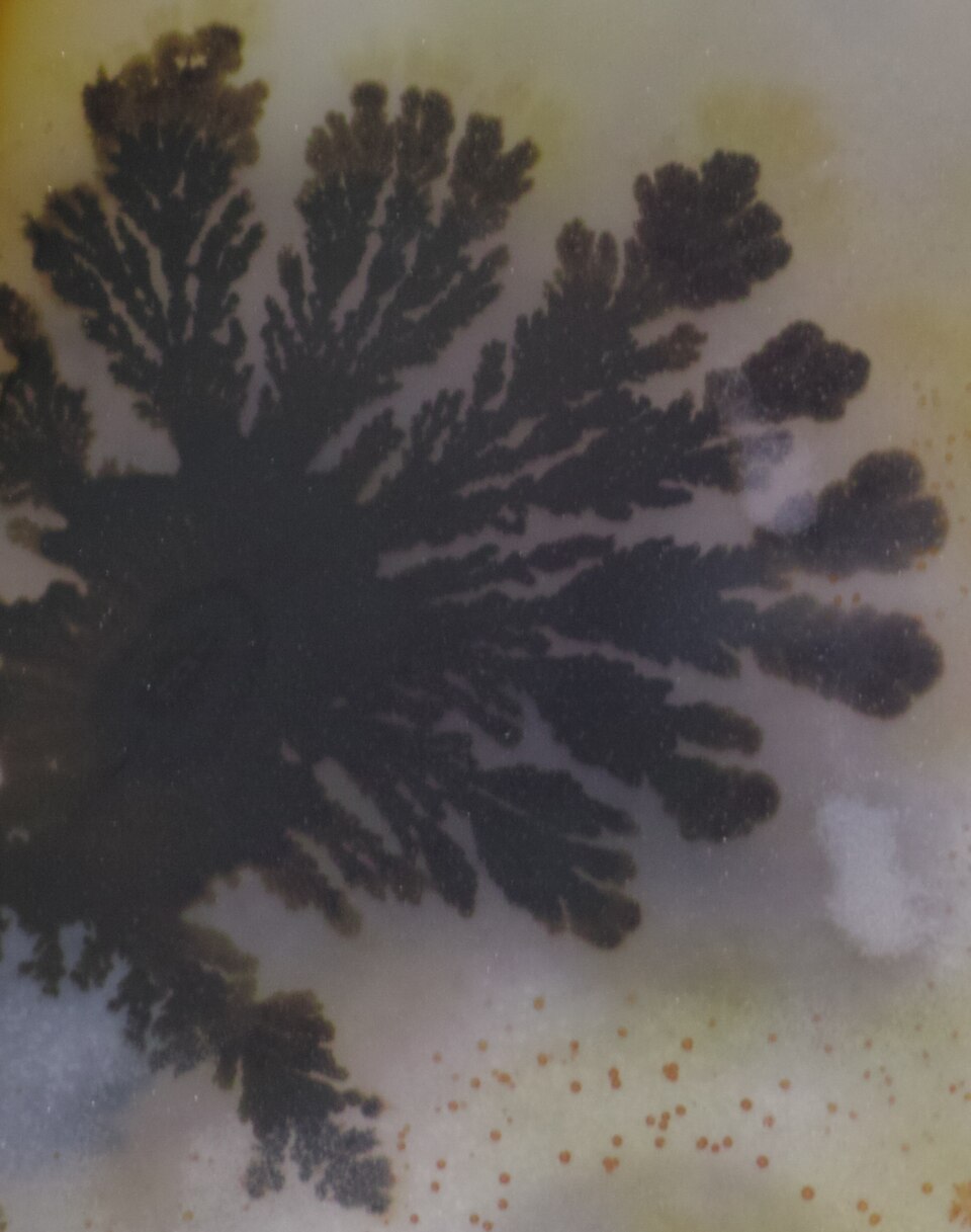 Dendritic agate with tree-like manganese oxide inclusions