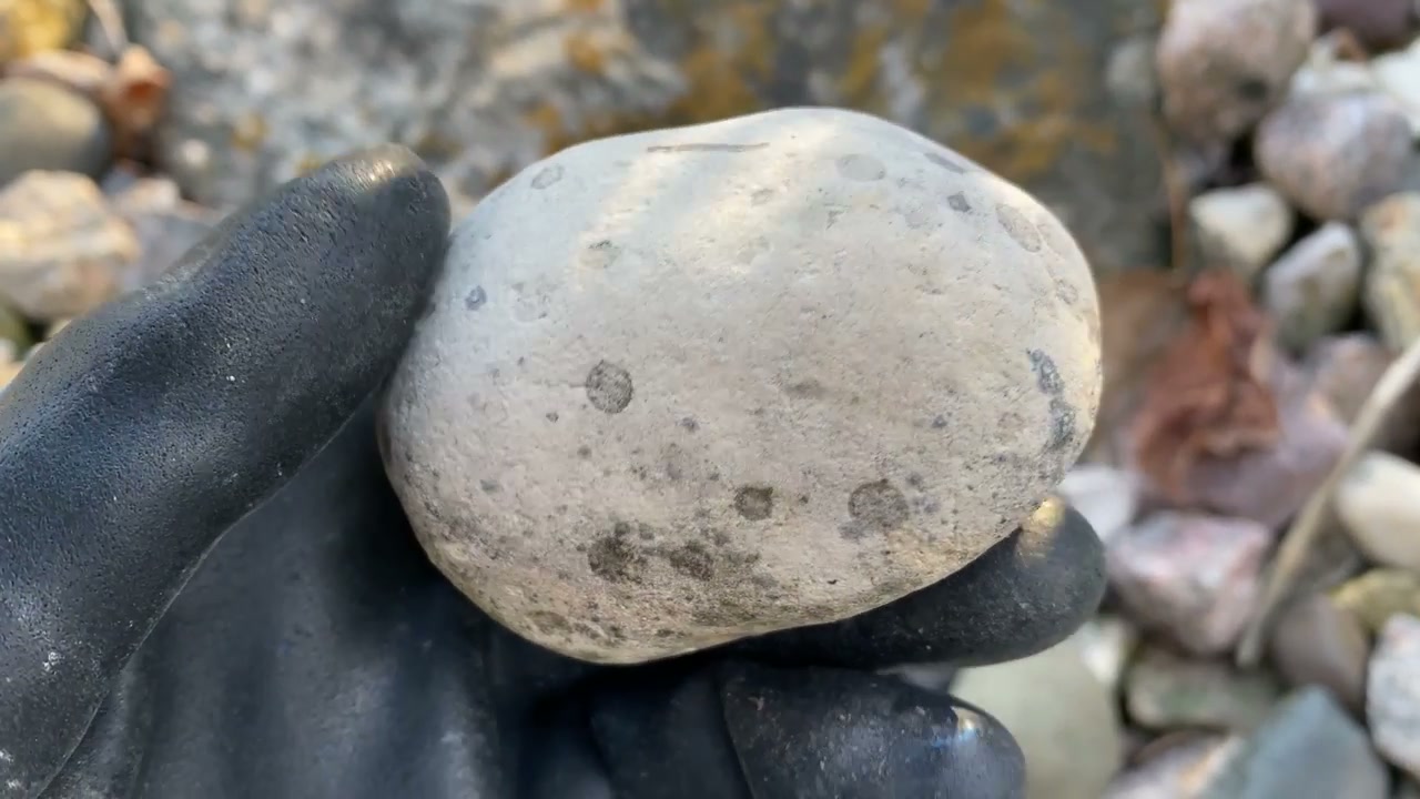 A pitted limestone cobble showing dissolution features typical of soft rocks unsuitable for tumbling